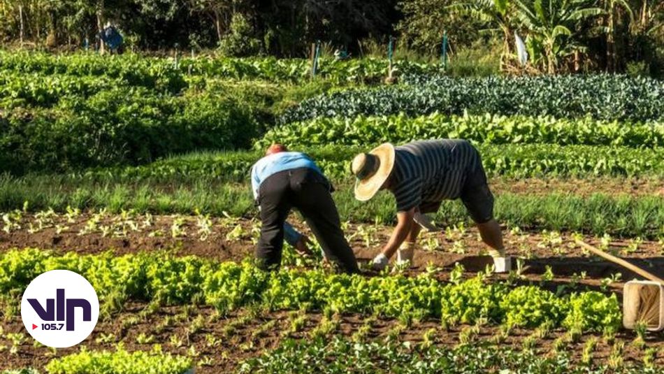 Mercado laboral en alerta: Región del Maule registra un 33,5% de ...