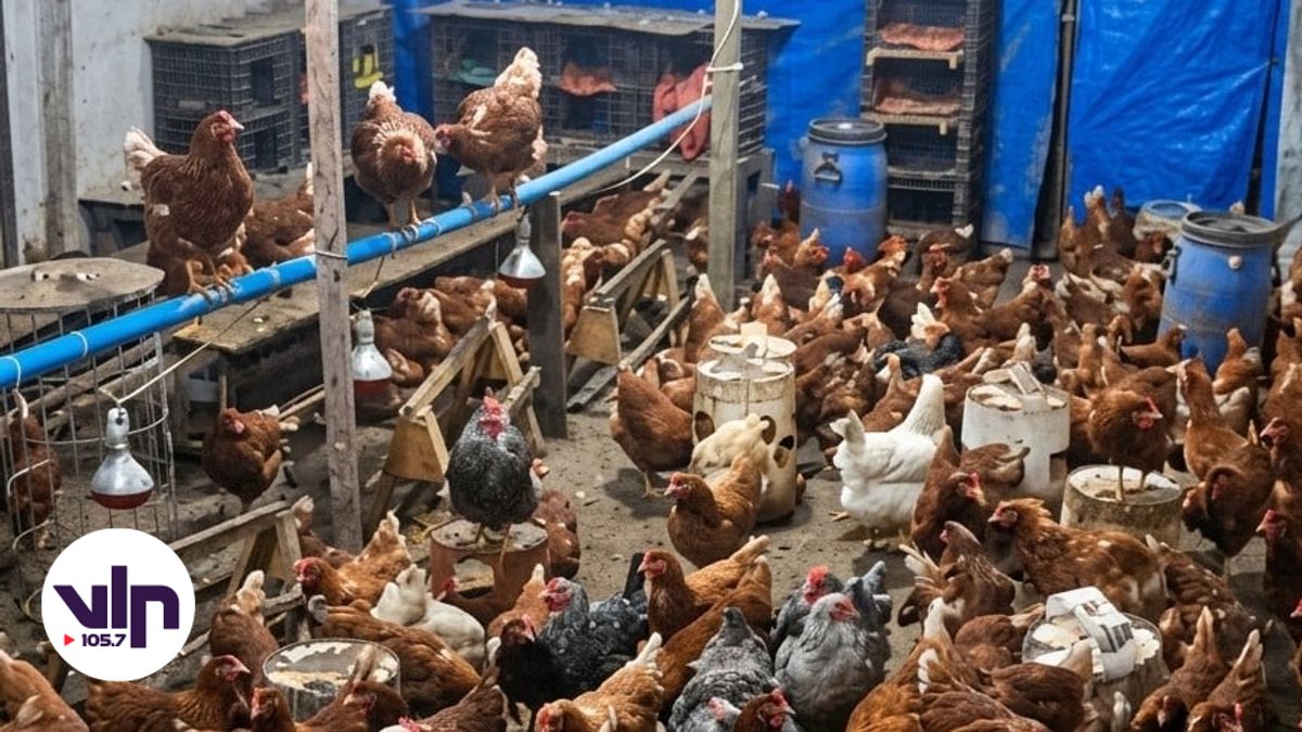 Sin patente comercial ni permisos: Vecinos de Sarmiento exigen el retiro inmediato de plantel avícola